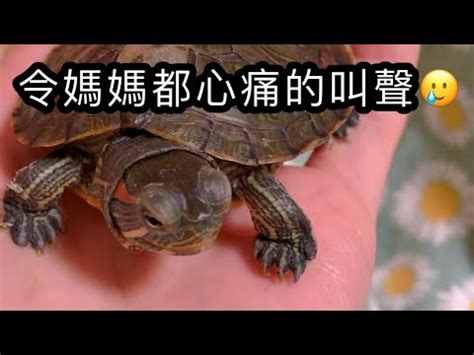 烏龜會笑嗎？|【烏龜真的會笑嗎】烏龜真的會笑嗎？下班回家竟看到烏龜在「偷。